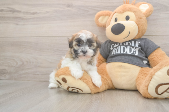 5 week old Havanese Puppy For Sale - Premier Pups Akc Registered Havanese Purebred Pup
