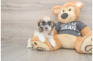 Meet Brittany - our Havanese Puppy Photo  1/3 - Premier Pups Akc Registered Havanese Purebred Pup