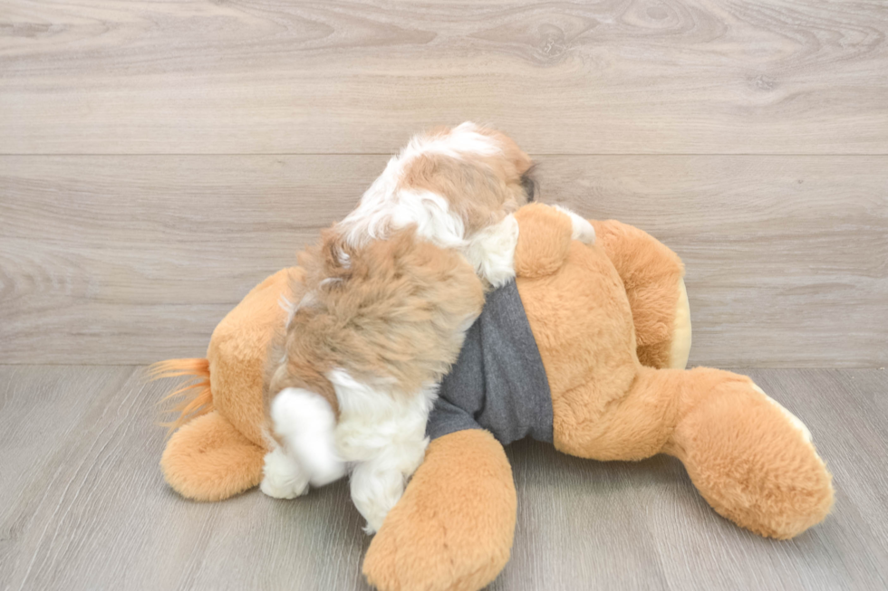 Meet Brittany - our Havanese Puppy Photo  3/3 - Premier Pups Best Havanese Baby