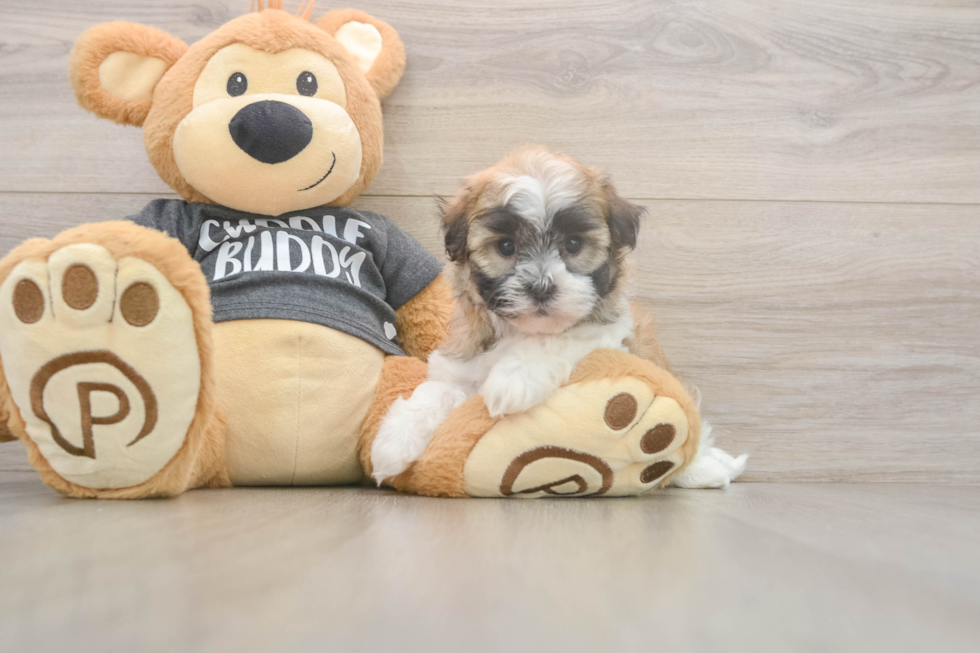 Meet Brittany - our Havanese Puppy Photo  2/3 - Premier Pups Akc Registered Havanese Baby