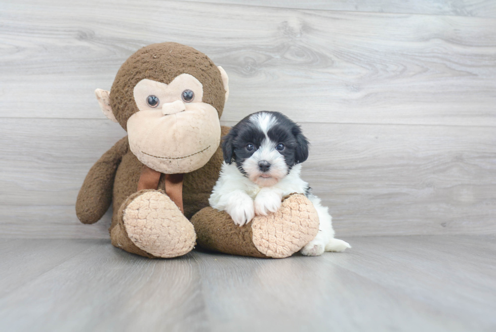 Havanese Pup Being Cute