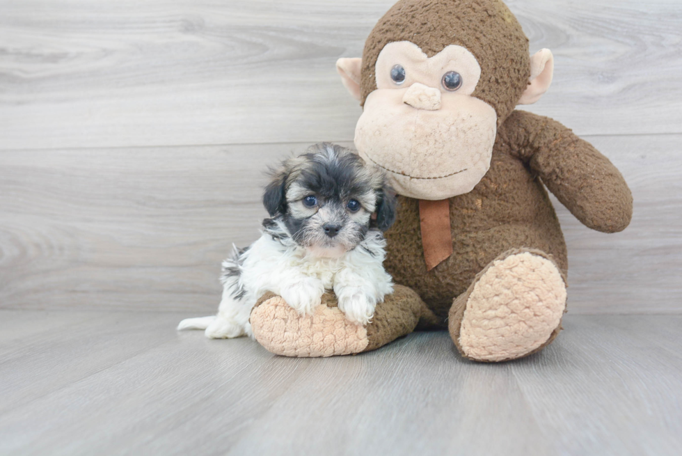 Havanese Pup Being Cute