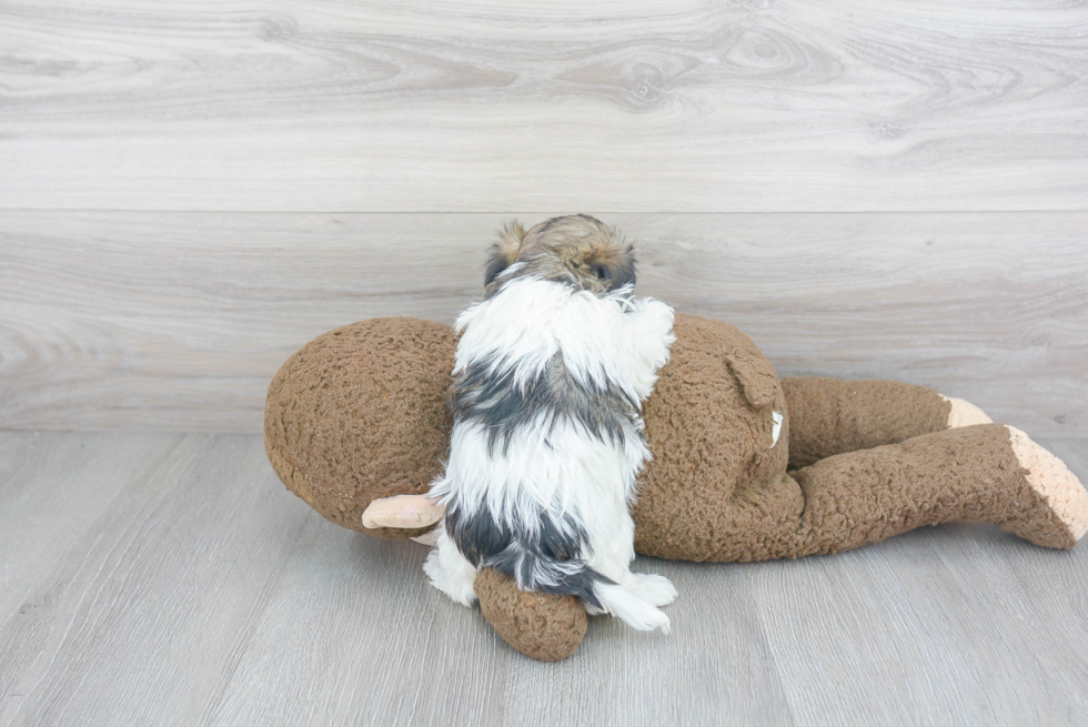 Energetic Havanese Purebred Puppy