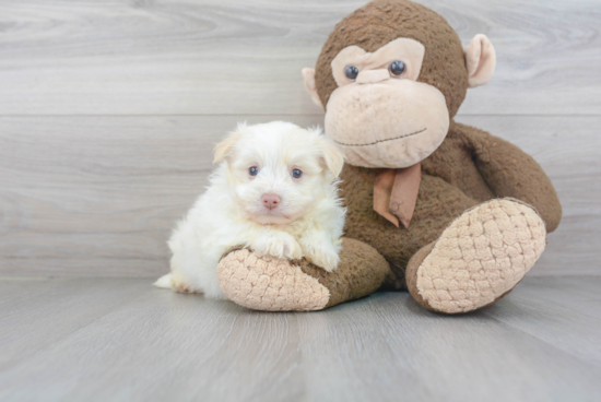 Akc Registered Havanese Baby