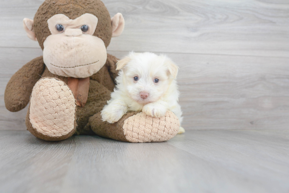 Friendly Havanese Purebred Pup