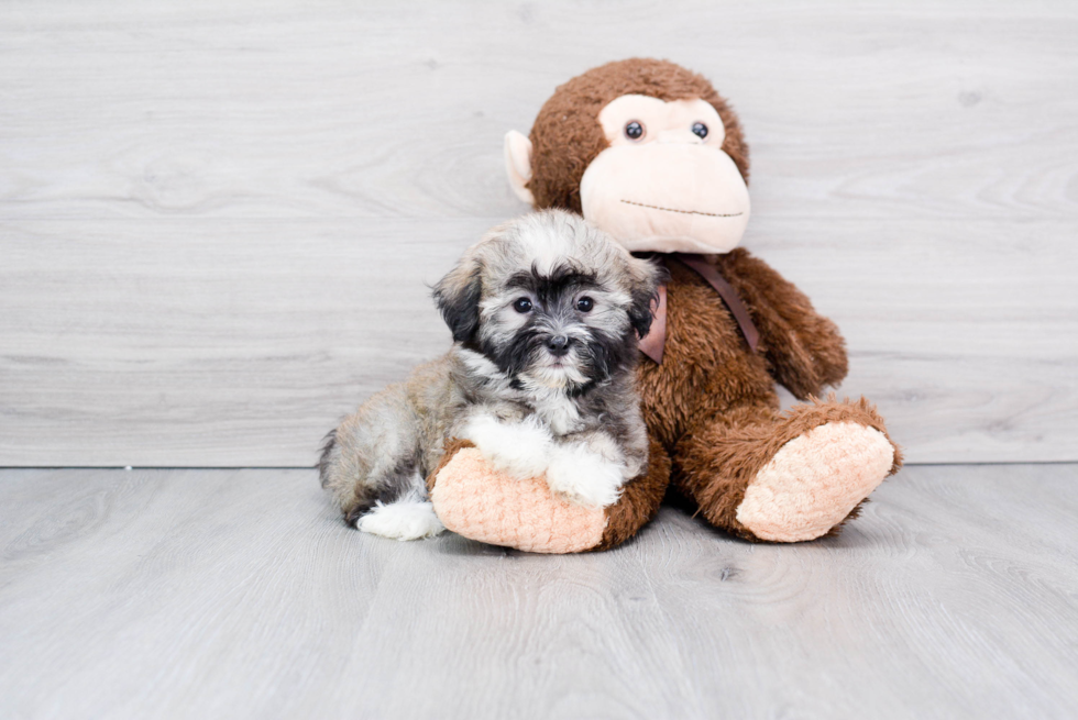 Havanese Pup Being Cute