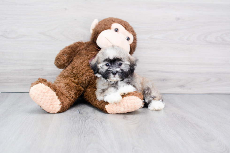 Hypoallergenic Havanese Purebred Pup