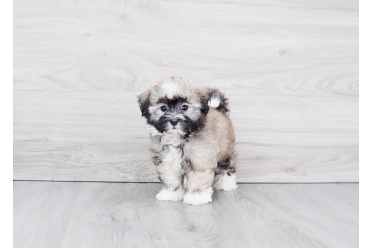 Energetic Havanese Purebred Puppy