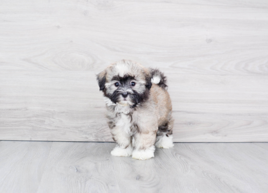 Energetic Havanese Purebred Puppy