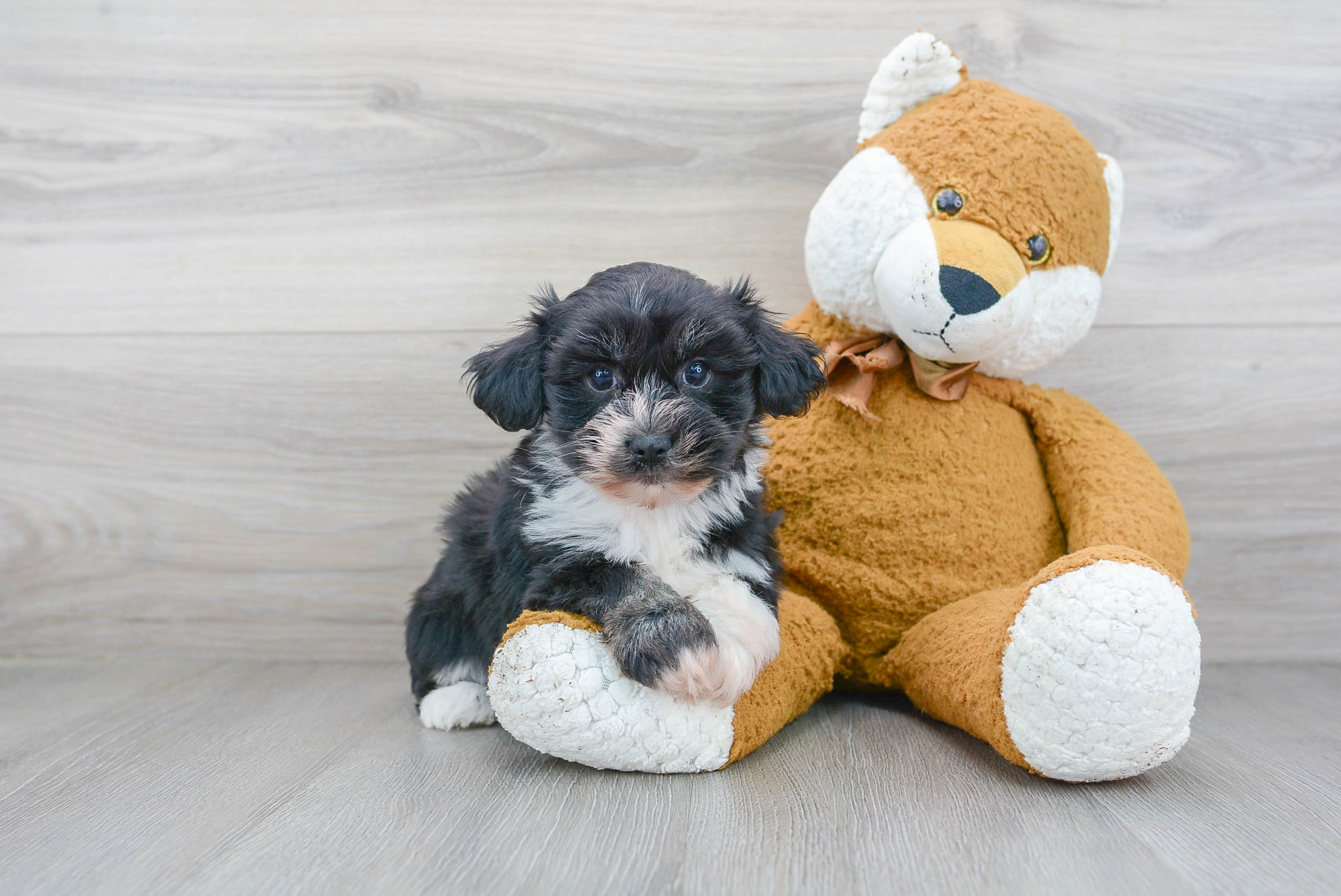 Best Havanese Baby