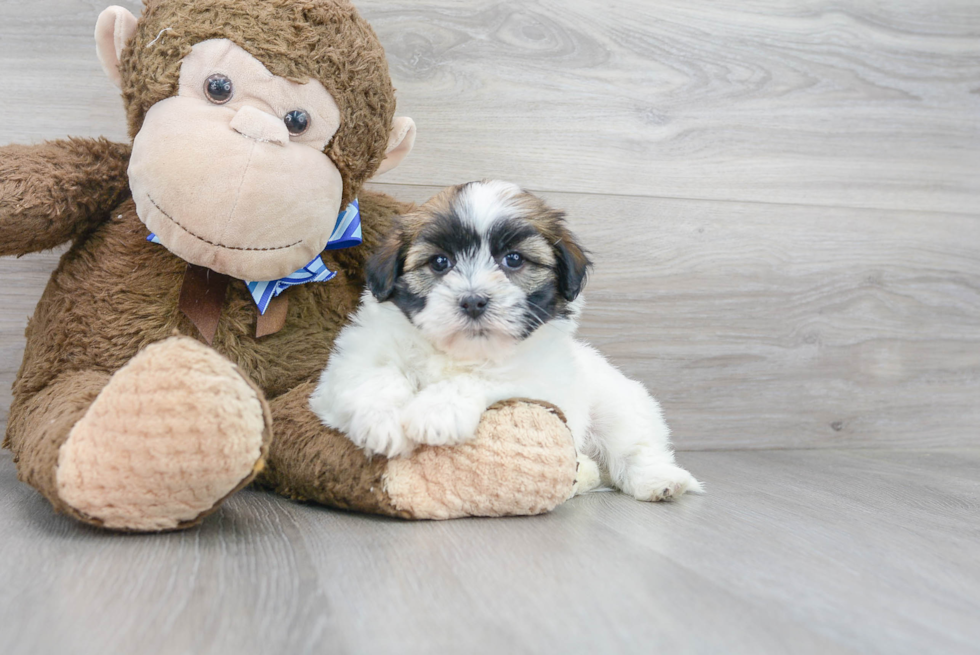 Havanese Puppy for Adoption