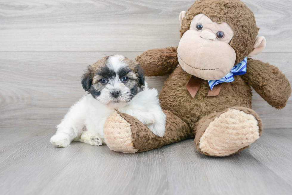 Energetic Havanese Purebred Puppy