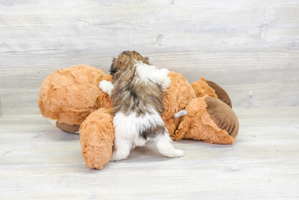 Fluffy Havanese Purebred Puppy