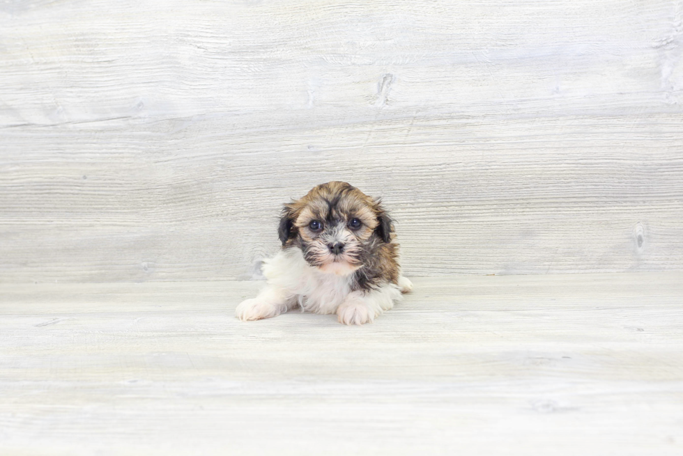 Playful Havanese Purebred Pup