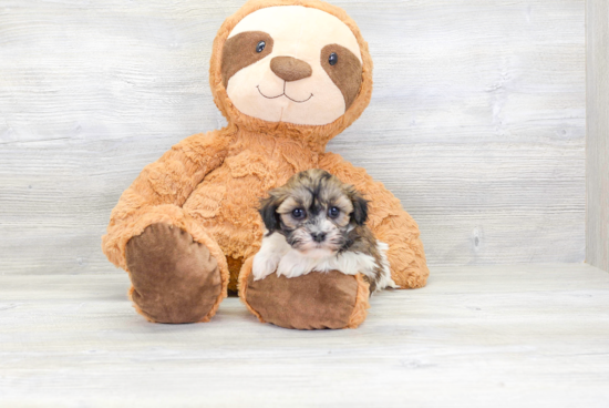 Havanese Puppy for Adoption