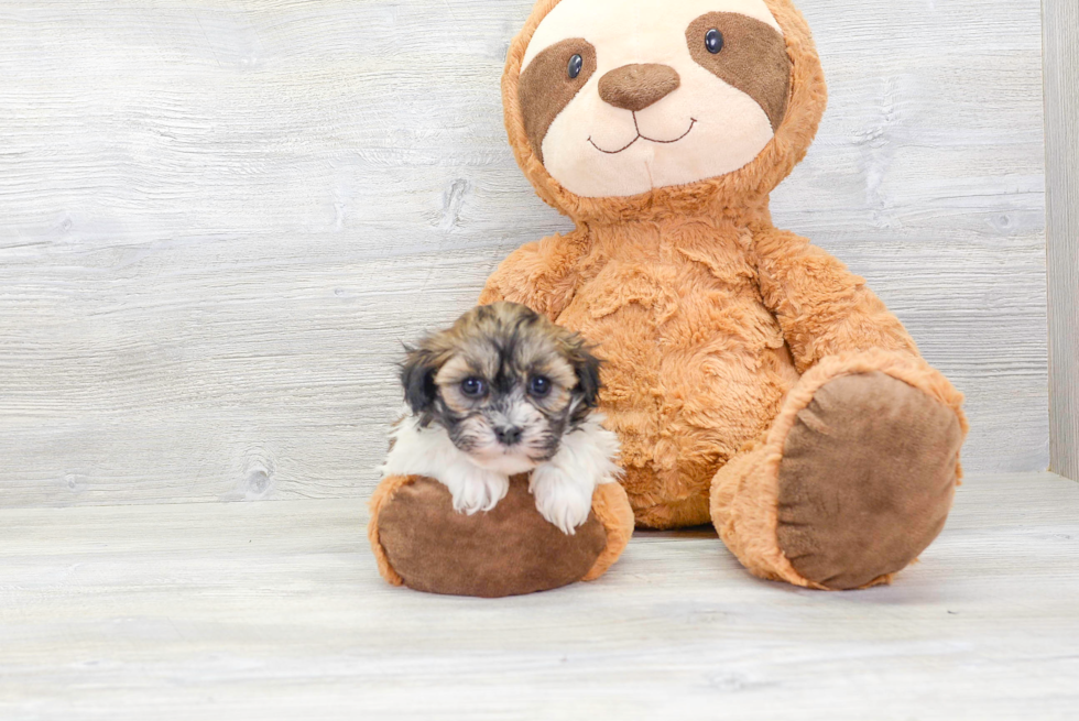 Hypoallergenic Havanese Purebred Pup