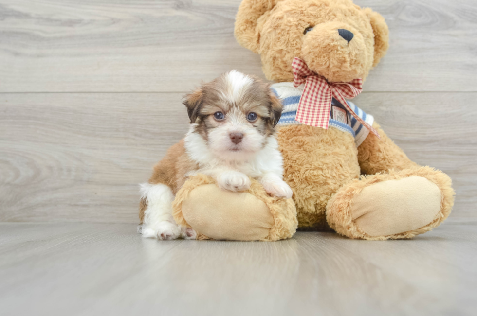 8 week old Havanese Puppy For Sale - Premier Pups