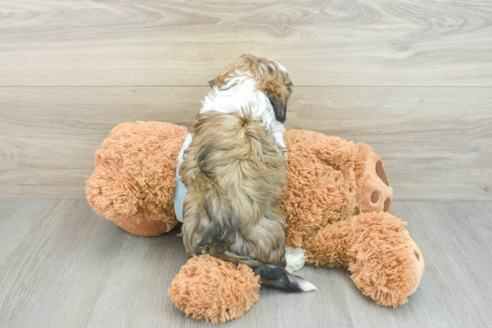 Friendly Havanese Baby