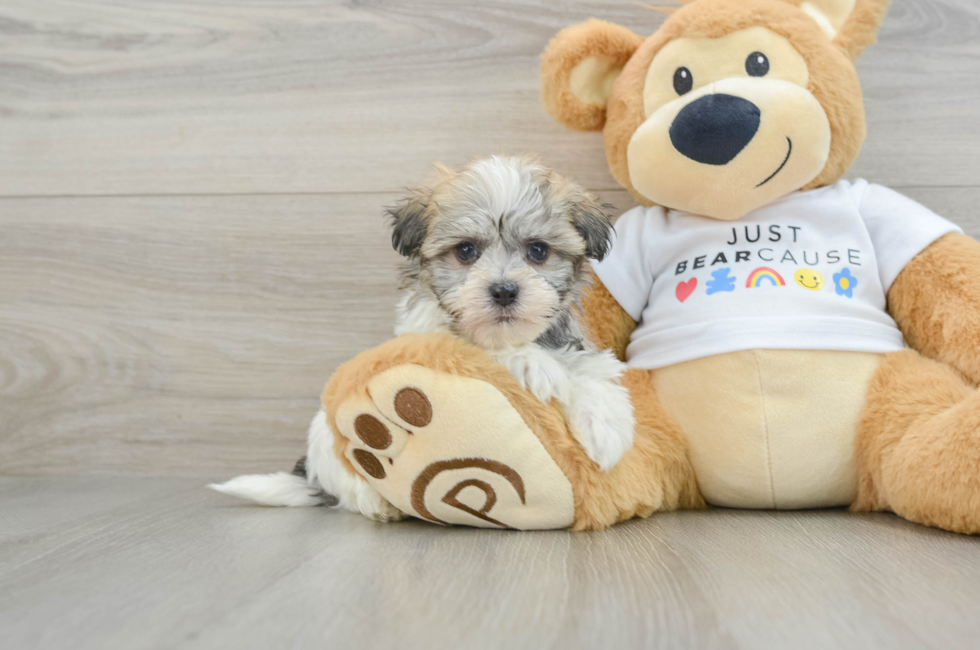 6 week old Havanese Puppy For Sale - Premier Pups