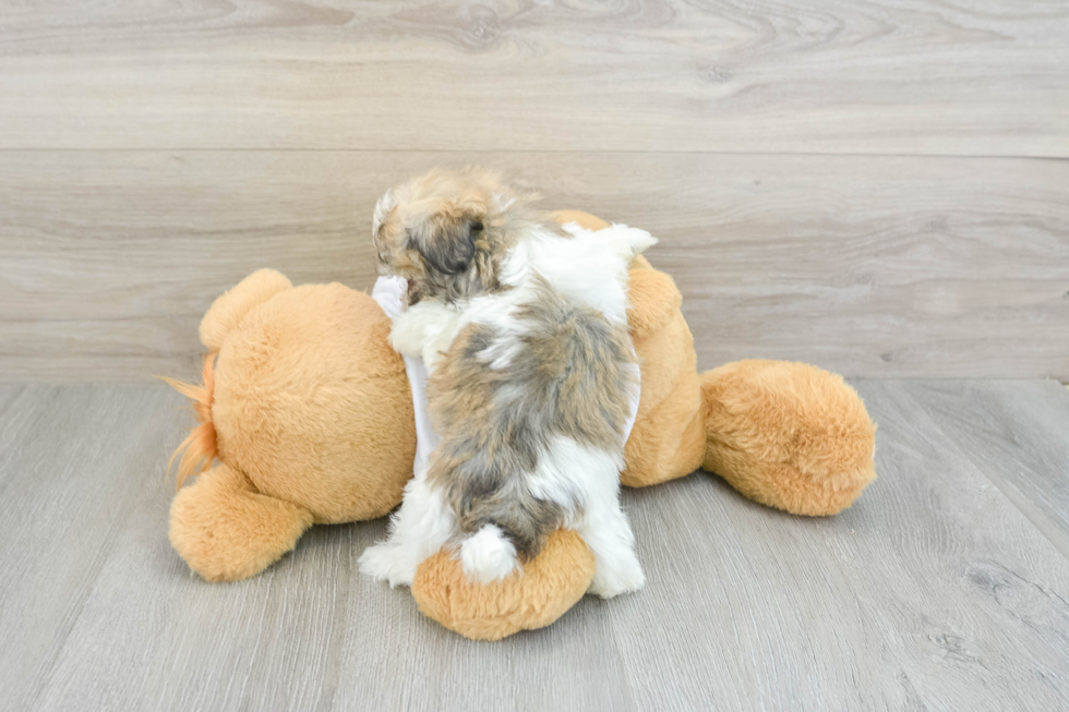 Popular Havanese Purebred Pup