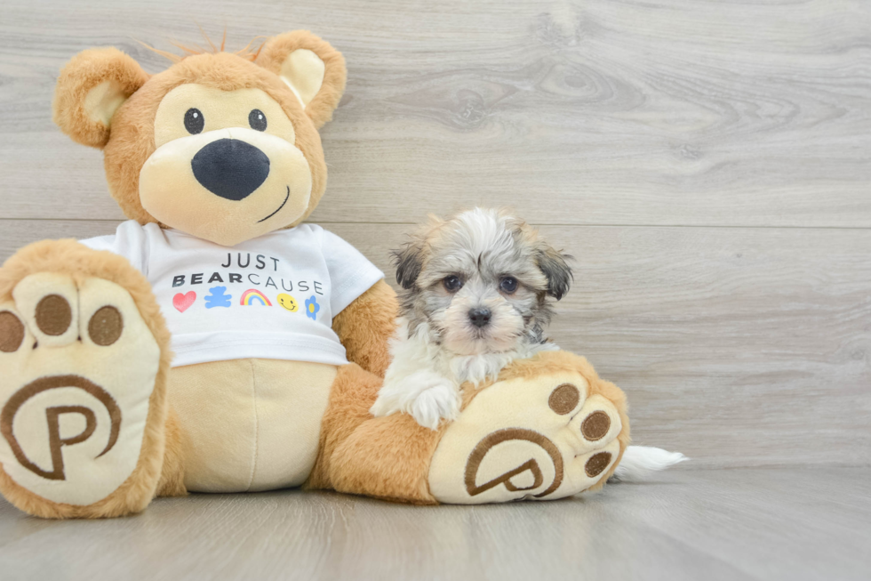 Havanese Pup Being Cute