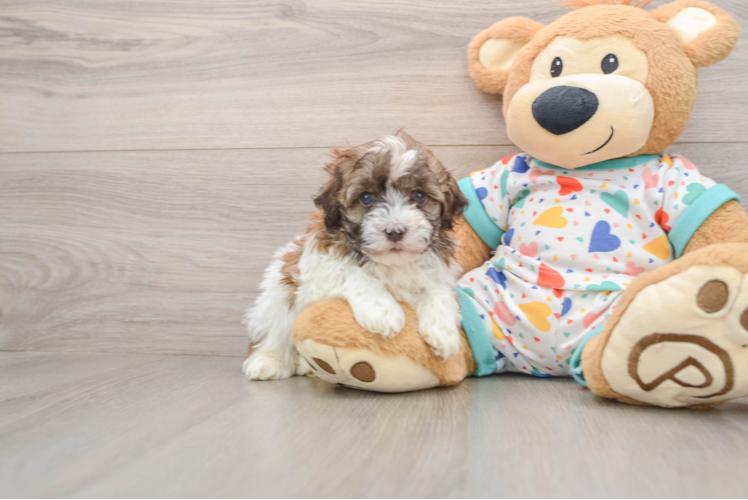 Havanese Puppy for Adoption