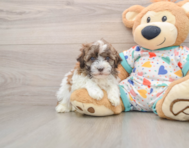 7 week old Havanese Puppy For Sale - Premier Pups