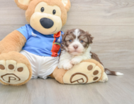 5 week old Havanese Puppy For Sale - Premier Pups