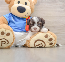 5 week old Havanese Puppy For Sale - Premier Pups