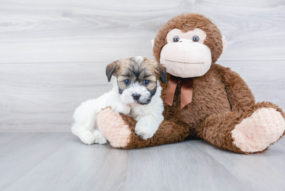 Havanese Pup Being Cute