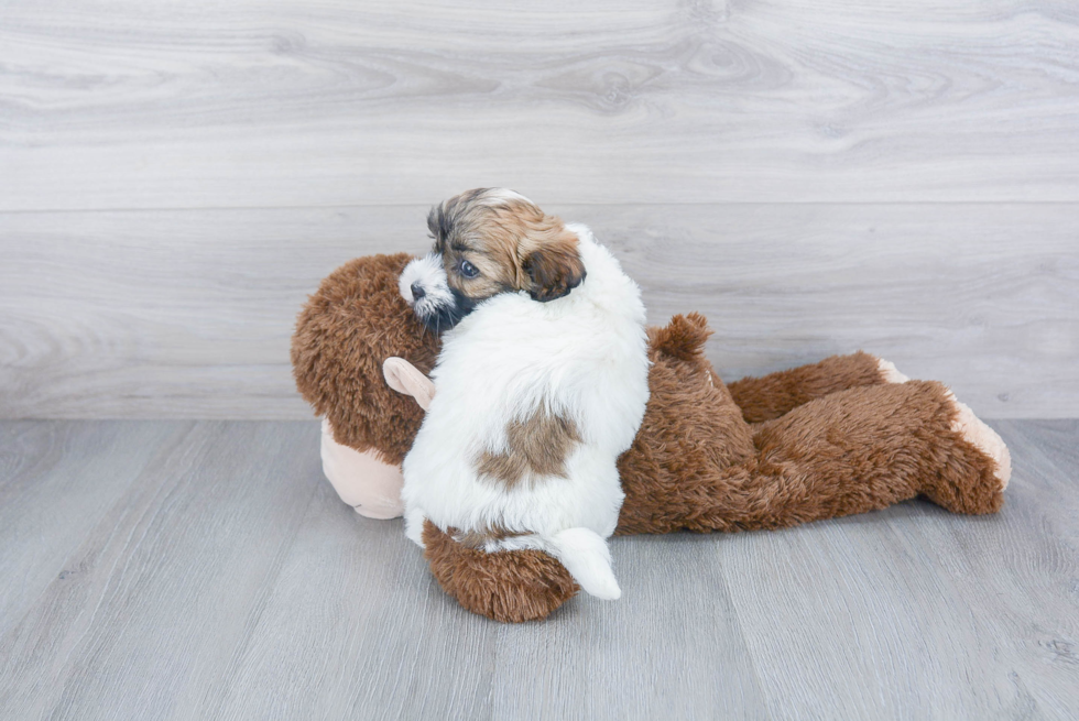 Havanese Pup Being Cute