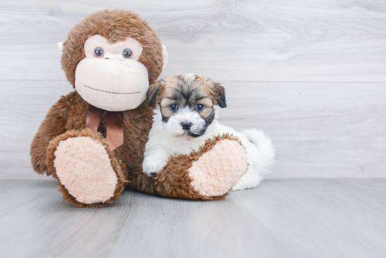 Smart Havanese Purebred Puppy