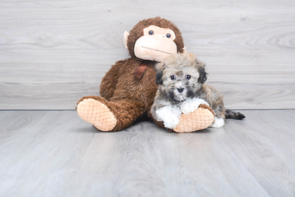 Friendly Havanese Baby