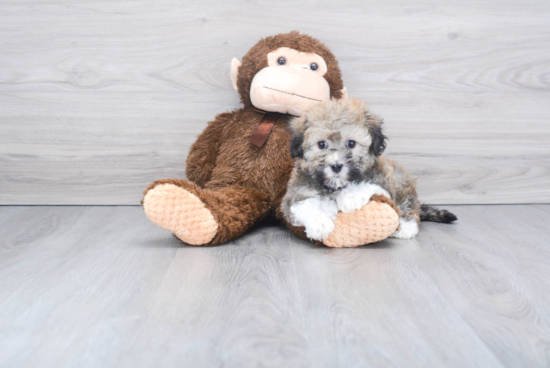 Friendly Havanese Baby