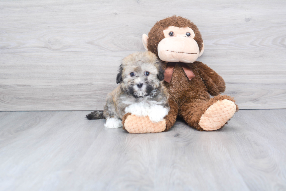 Energetic Havanese Purebred Puppy