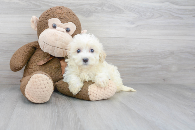 Havanese Pup Being Cute