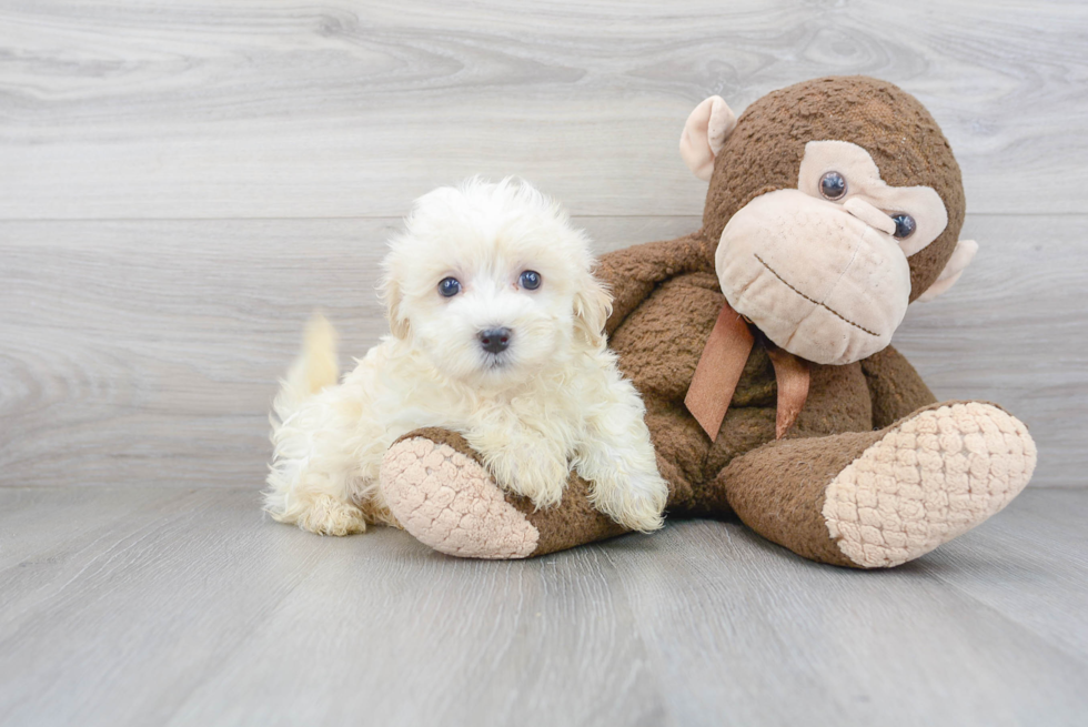Best Havanese Baby