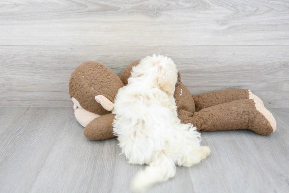 Best Havanese Baby
