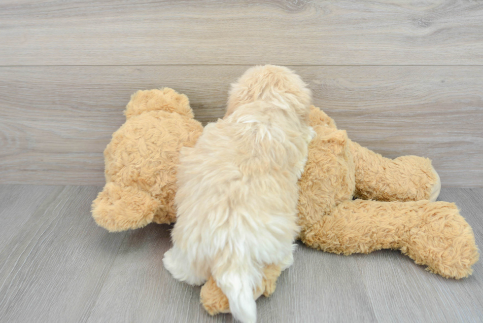 Playful Havanese Purebred Pup