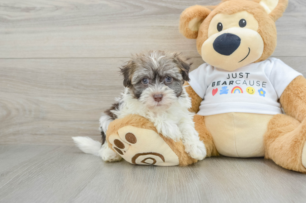 6 week old Havanese Puppy For Sale - Premier Pups