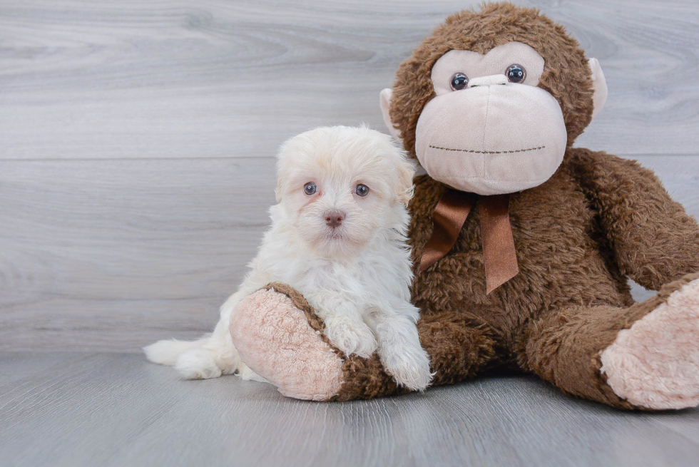 Havanese Puppy for Adoption