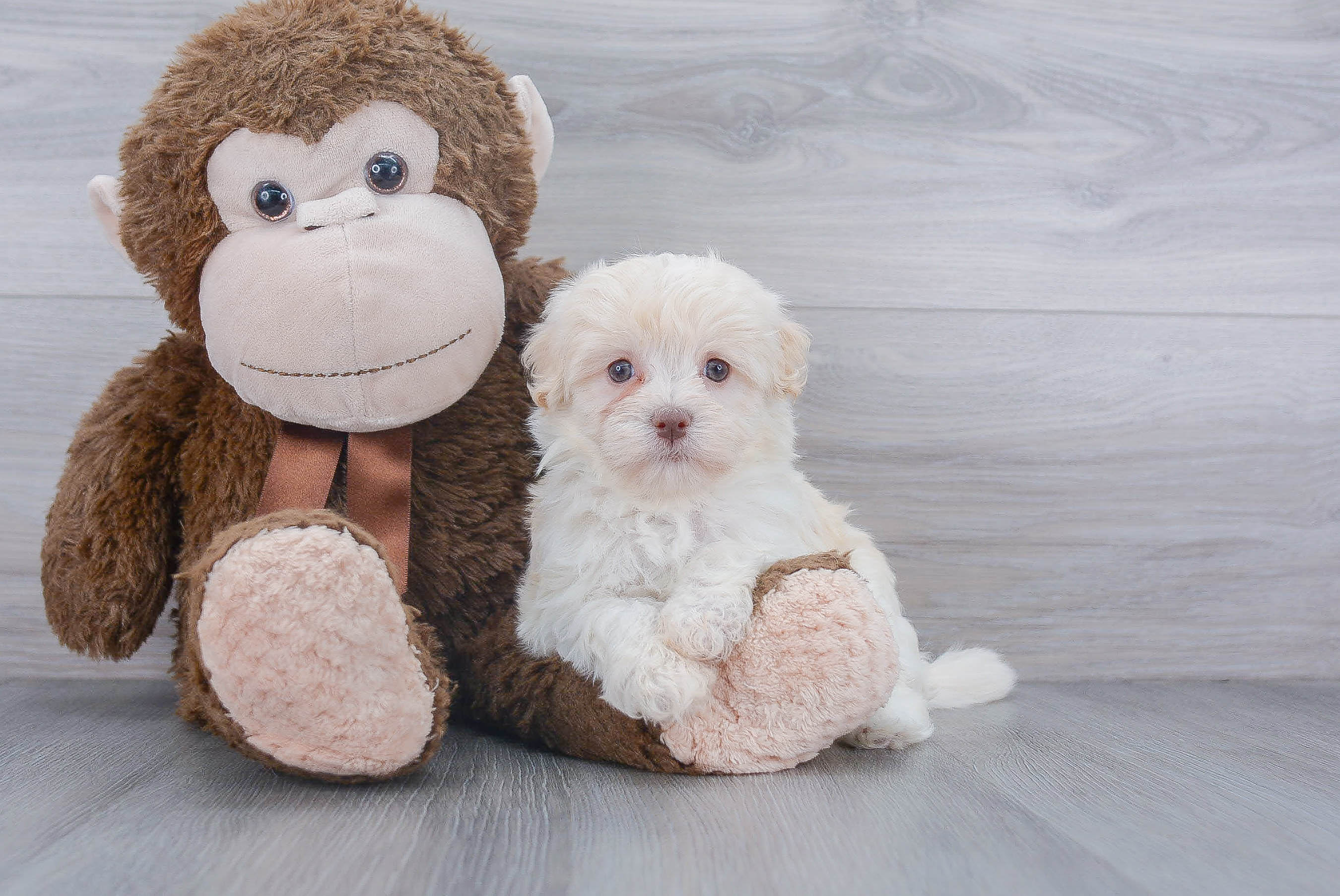 Best Havanese Baby