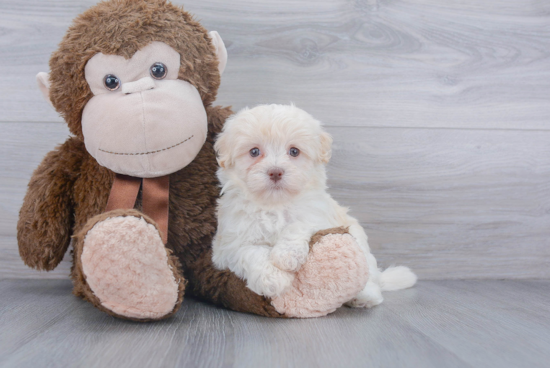 Best Havanese Baby