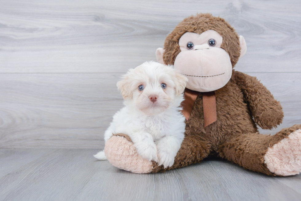 Playful Havanese Purebred Pup