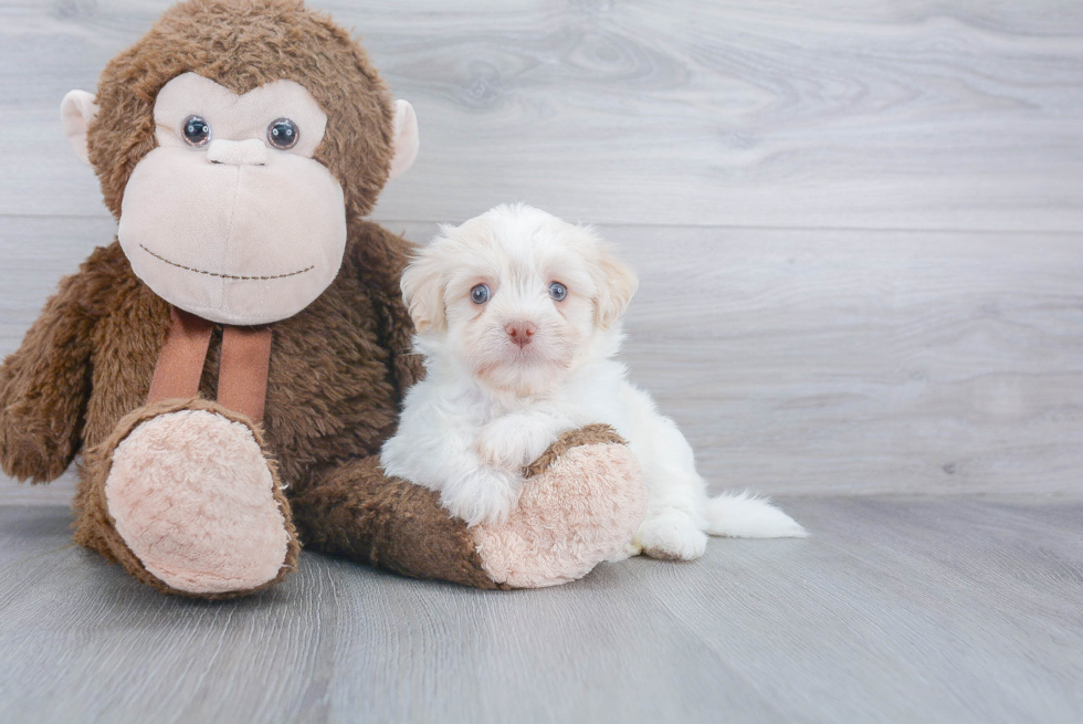 Friendly Havanese Baby