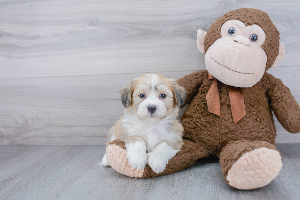 Havanese Puppy for Adoption