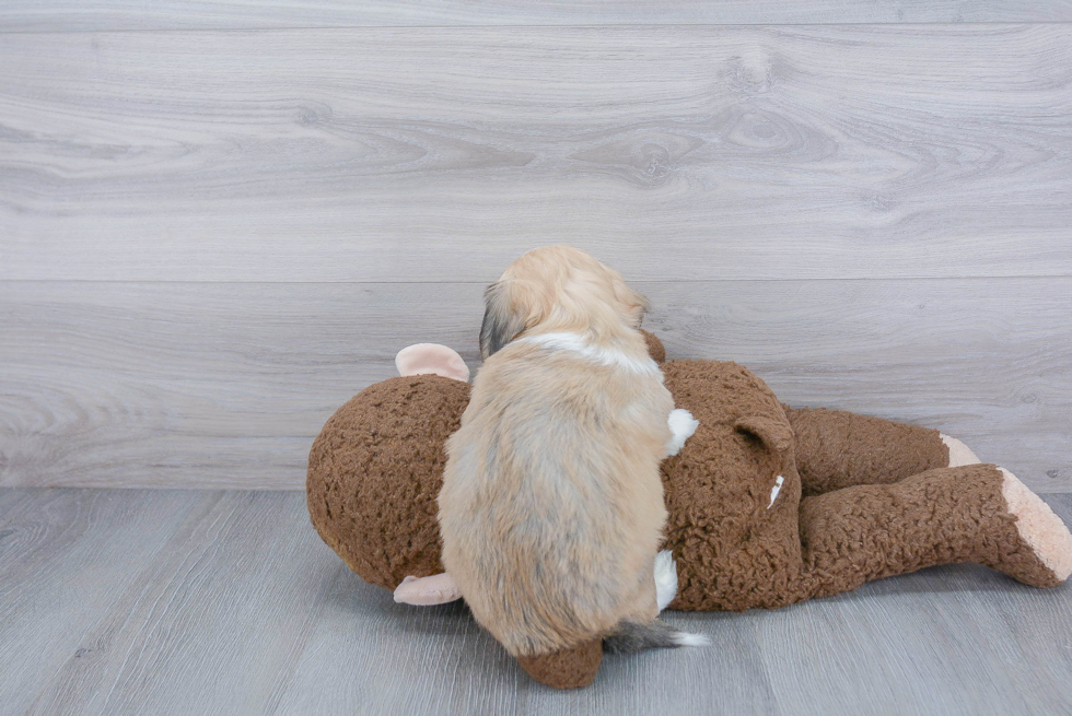 Little Havanese Purebred Pup