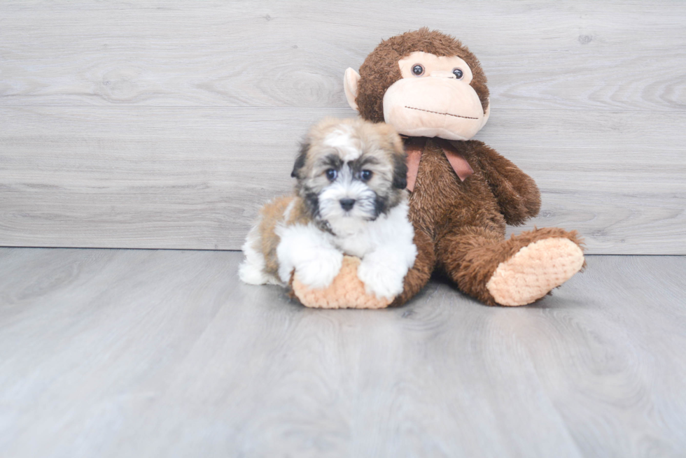 Playful Havanese Baby