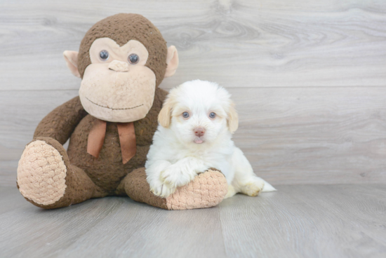 Havanese Pup Being Cute