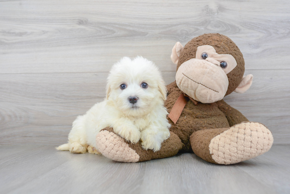 Havanese Puppy for Adoption